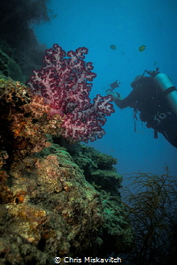 Soft Coral with diver ..... by Chris Miskavitch 